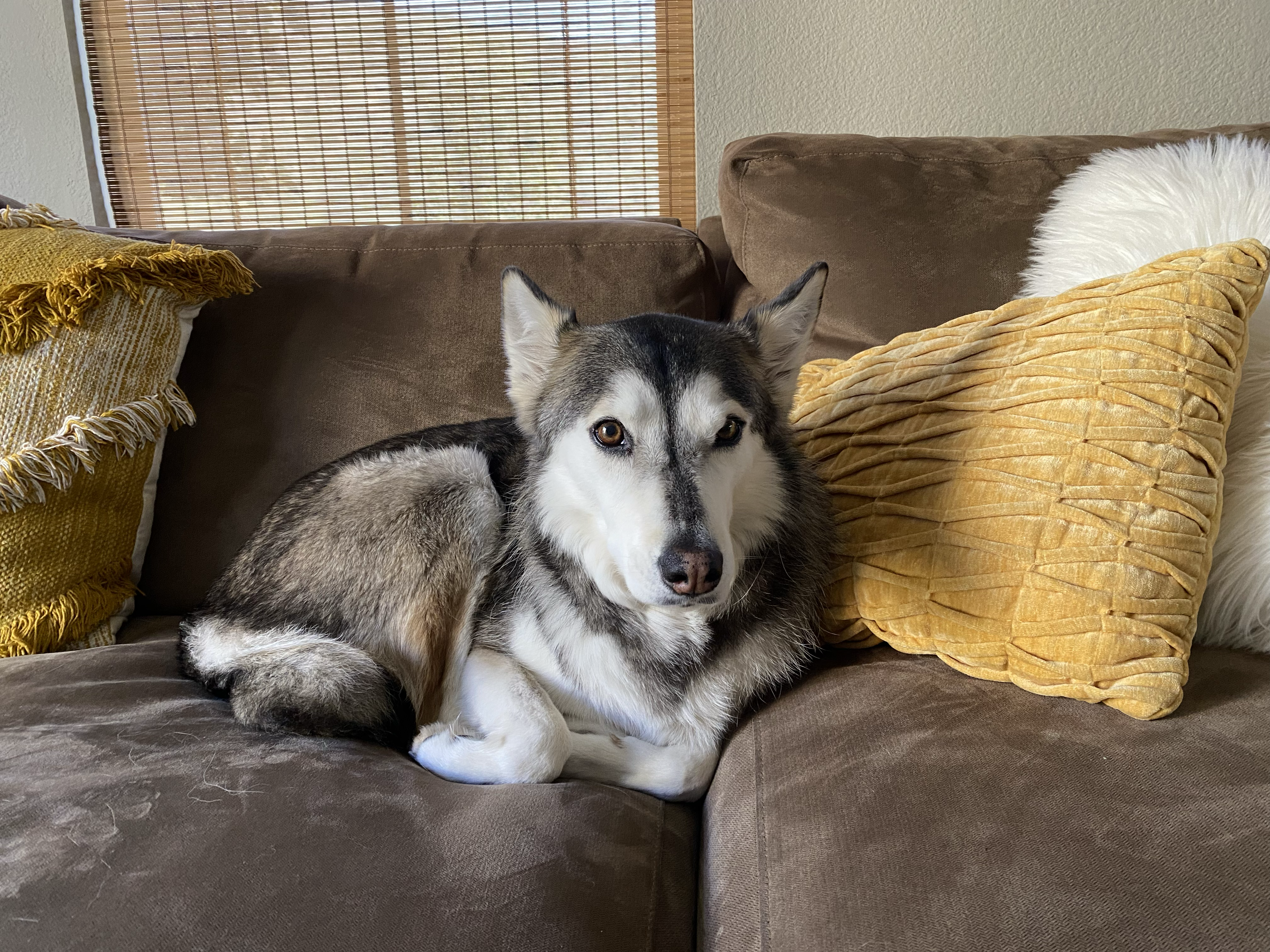 Kaya the rescued husky, heart of King Husky Coffee